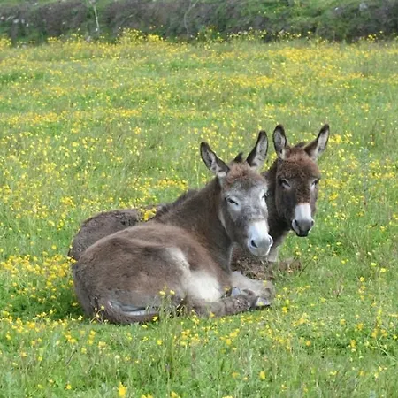 Ardkeen Westport